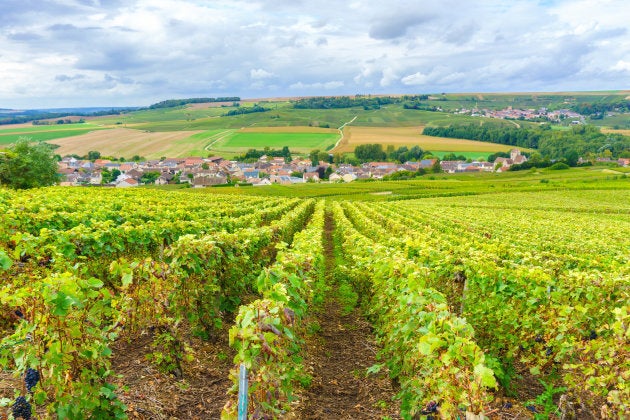 Champagne Vineyards at sunset, Montagne de Reims, France.