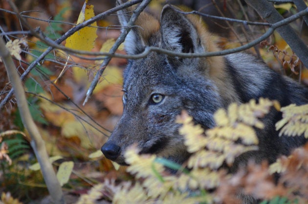 An eastern wolf in Algonquin Park, Ont.