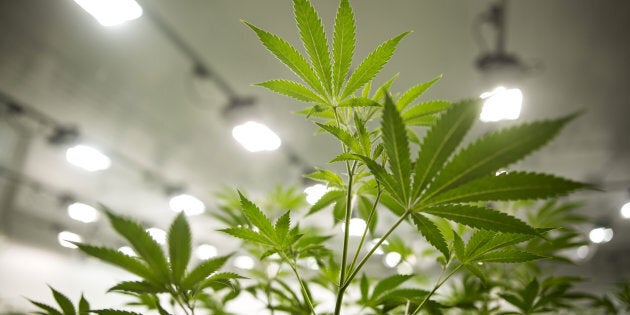 Marijuana plants grow in a medical marijuana facility in Smith Falls, Ont.