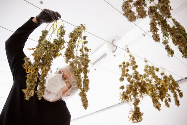 Drying marijuana plants.