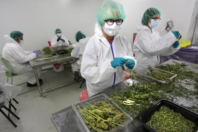 Dried plants are trimmed by hand at a medical marijuana production facility in Scarborough, Ont.