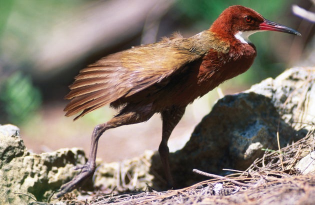 ΠοÏ
λί - «ÏάνÏαÏμα» εÏανεμÏανίÏÏηκε μεÏά αÏÏ 136.000