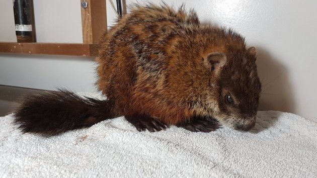 This groundhog was found wandering in Nova Scotia's severe winter storm this week.
