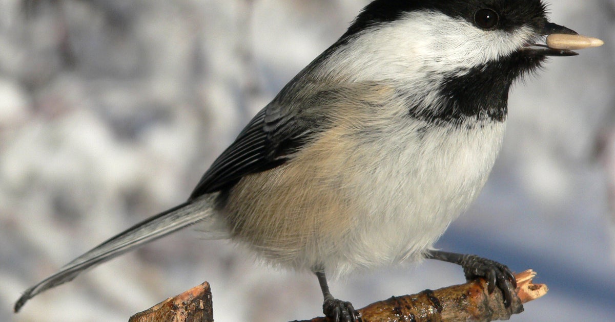 How Birds Survive The Winter Huffpost News 