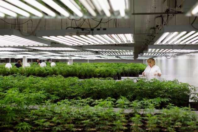 Customer Care Assistant and Production Assistant Marsha McKenna grooms marijuana plant clones at Tweed Marijuana Inc in Smith's Falls, Ont. Feb. 20, 2014.