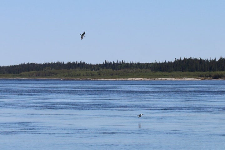 Belted kingfishers navigating the shores of La Grande Rivière, near the community of Chisasibi. Photo via Nature Conservancy of Canada.