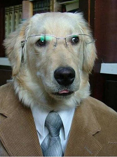 Puppy Professor