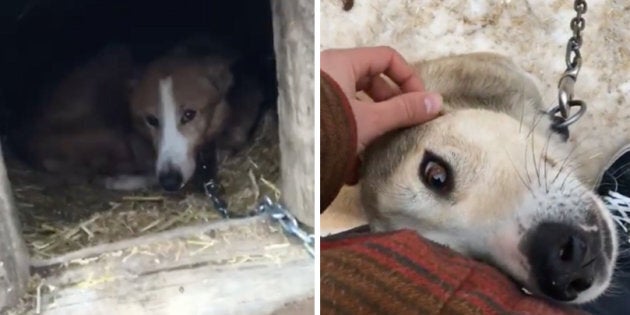 A screengrab from a Facebook video shows the living conditions of canines at a dog sledding operation in Ontario.