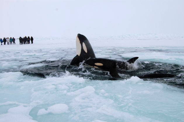 Two killer whales surface through a breathing hole in the ice of Hudson Bay near the community of Inukjuak, Quebec on Jan. 9, 2013.