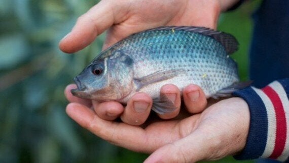 Can trout be used in aquaponics New start-up business to develop sustainable aquaponics technology