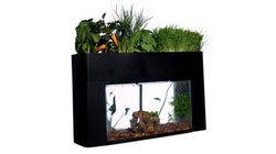 Aquaponics Is A 'Growing'