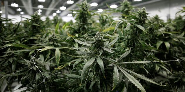 Flowering marijuana plants are pictured at the Canopy Growth Corporation facility in Smiths Falls, Ont., Jan. 4, 2018. After a massive run-up over the past several months, marijuana stocks have entered bear market territory.