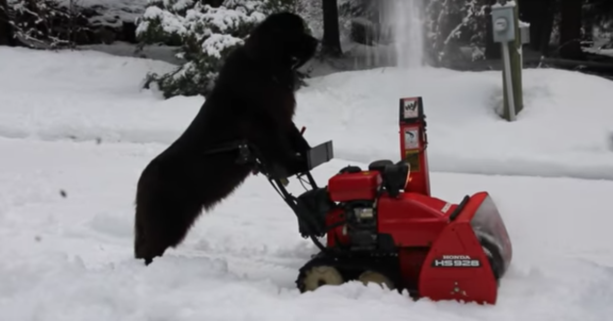 Watch Morgan, The B.c. Snow-shovelling Dog, Put All Pets To Shame 