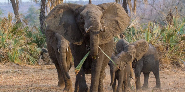 An African Elephant family (Loxodonta africana) in Gonarezhou, Southern Zimbabwe.