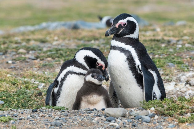 Magellanic penguins in Patagonia, Chile.