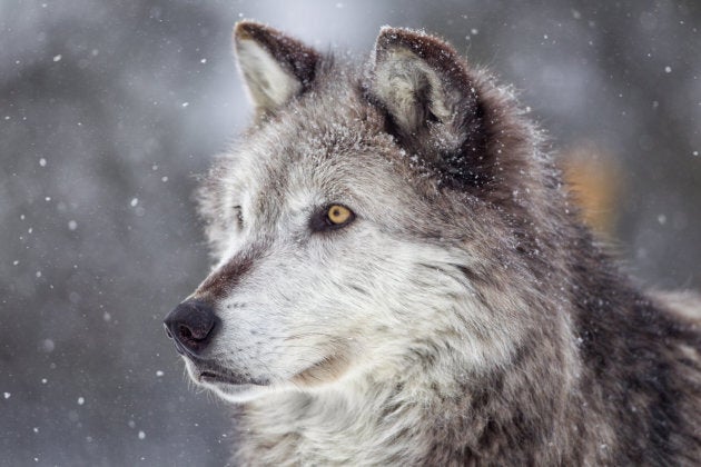 Gray wolf.