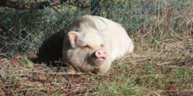 Nanaimo, B.C. resident Brandy Mckee shared this photo she says is of Molly, a potbellied pig that was killed weeks after being adopted from the B.C. SPCA.