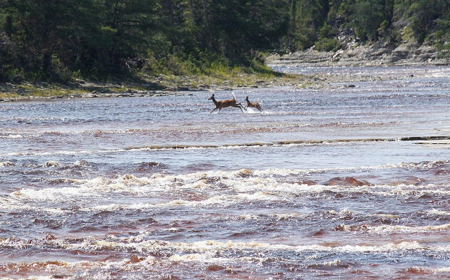 St Lawrence gulf.