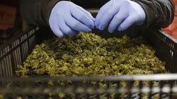 Trump Could Use NAFTA To Bully Canada's Emerging Weed
