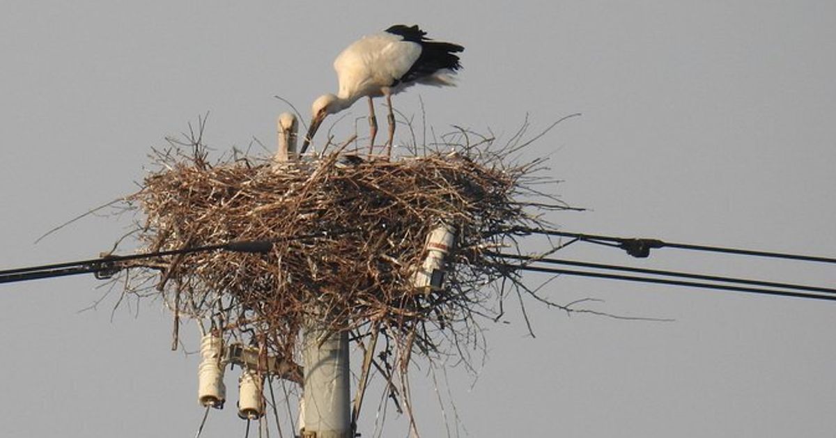 コウノトリのカップルに北陸電力が粋な対応 巣を作った電柱を送電中止に ハフポスト