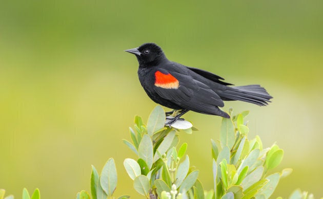 Red-winged black bird.