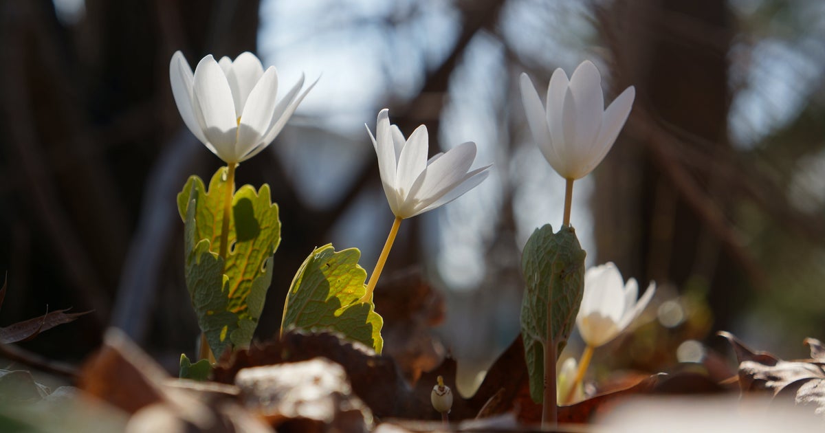 The 1st Delightful Signs That Spring Has Sprung Across Canada ...