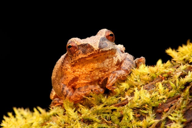 A spring Peeper frog.