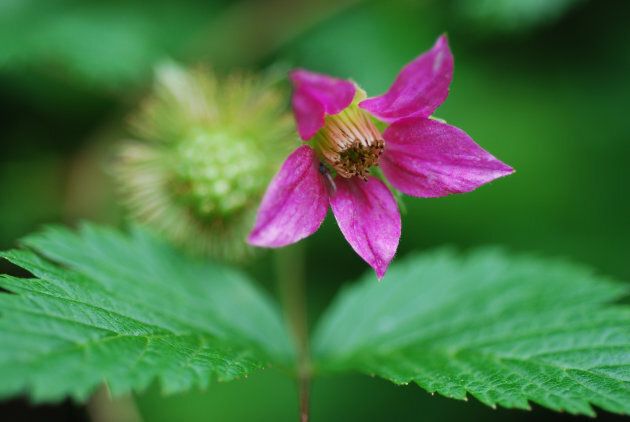 Close up of a bright pink salmonberry flower,
