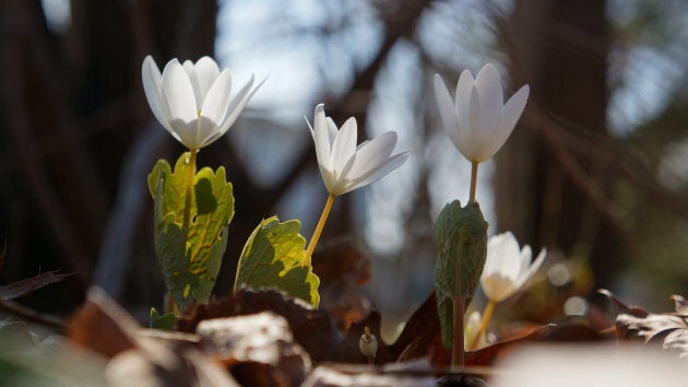 Bloodroot growing in early spring.