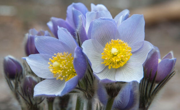 Prairie crocus.