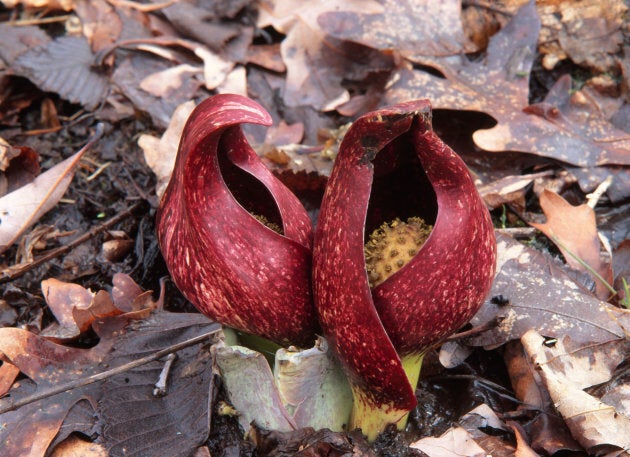 Skunk cabbage.