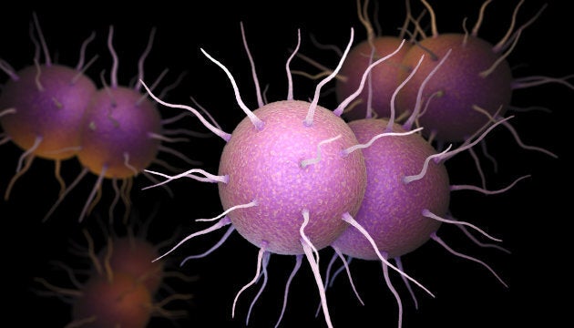 Gonorrhea bacterium.