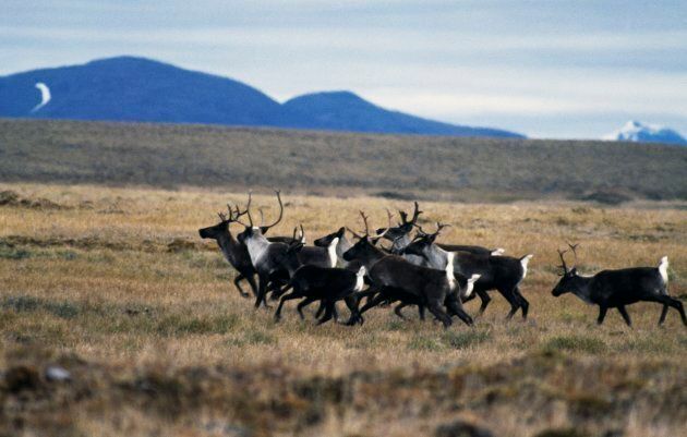 Small herd of Woodland Caribou on the tundra in the Selwyn Mountains, Yukon.