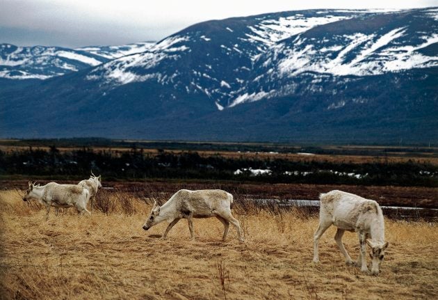 Caribou grazing near Port aux Basques, N.L.