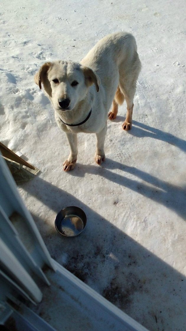 A two-year-old golden Labrador mix, named Greta, is seen in this undated handout photo.