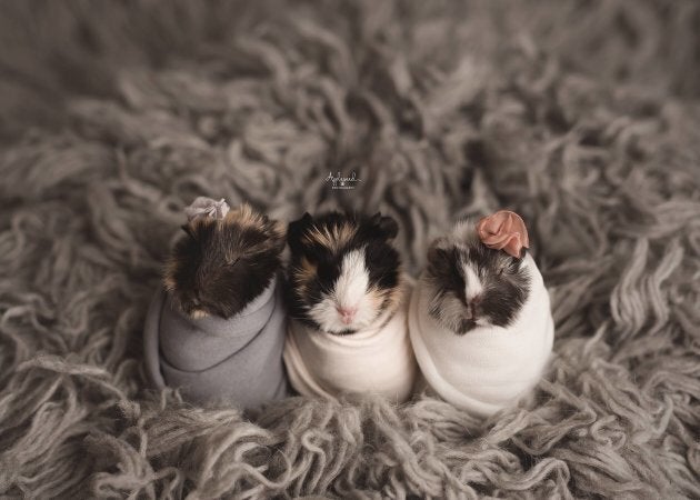 Newborn Guinea Pig Photo Shoot Is A Top Contender For Cutest Thing Ever