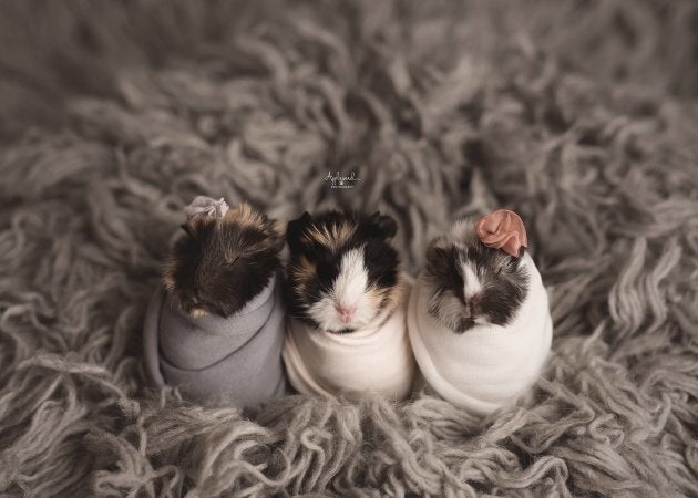 Adorable baby clearance guinea pigs