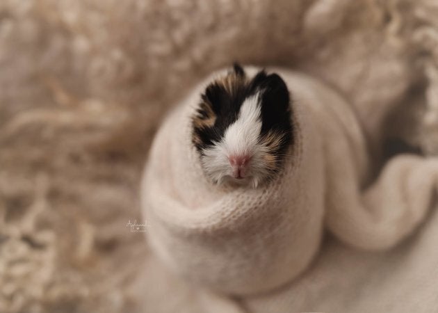 Cutest baby guinea pig in store the world