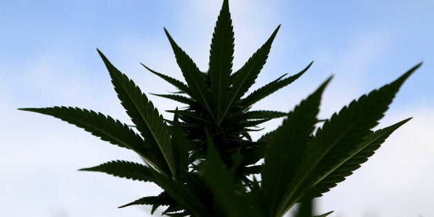 A marijuana crop in the mountains of Cauca, Colombia, March 15, 2018. Canadians pay about 30 per cent less for marijuana than Americans do, according to a website that tracks dispensary prices in the U.S. and Canada.