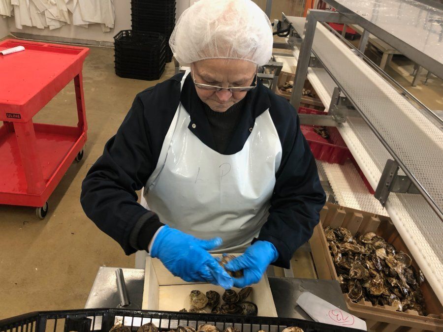Leola Plourde is over 60 years old and belongs to an aging cohort of shellfish packers.