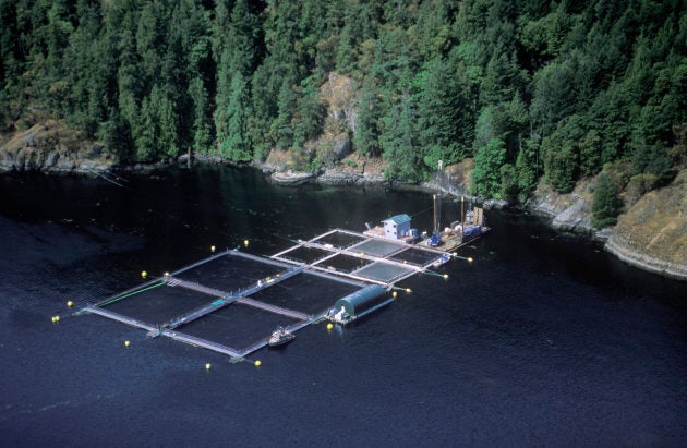 Atlantic salmon fish farm near Vancouver Island, B.C.