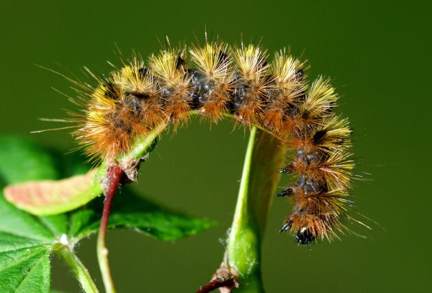 A silver spotted tiger moth caterpillar.