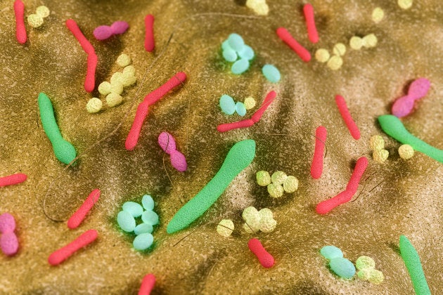 Gut bacteria rendering of fauna including Staphylococcus, Enterococcus and Lactobacillus.