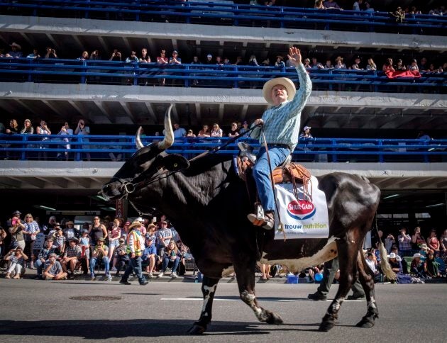 Doug Rogers rides a bull named Wild West Willie during the Calgary Stampede parade on July 6, 2018.