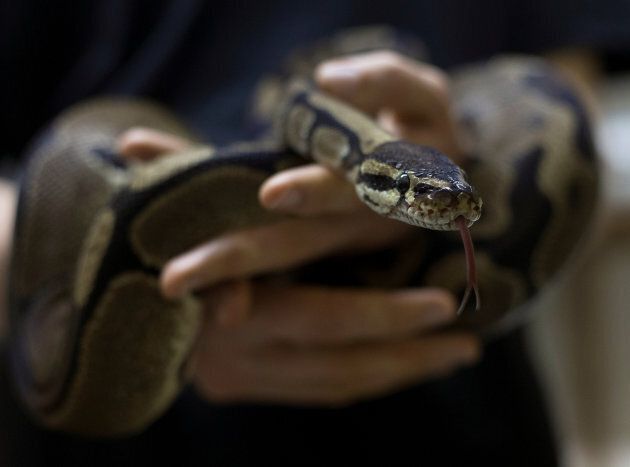 A snake breeder holds a ball python in Assagay, South Africa.