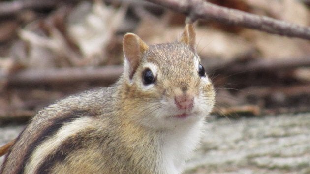 Chipmunk