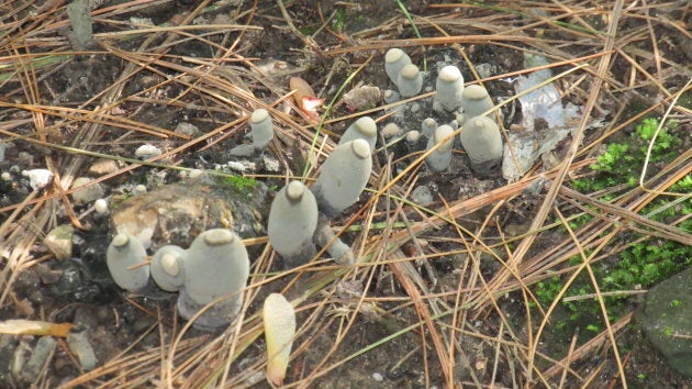 Dead man's fingers, a fungus that can be found in forests and woodland areas.