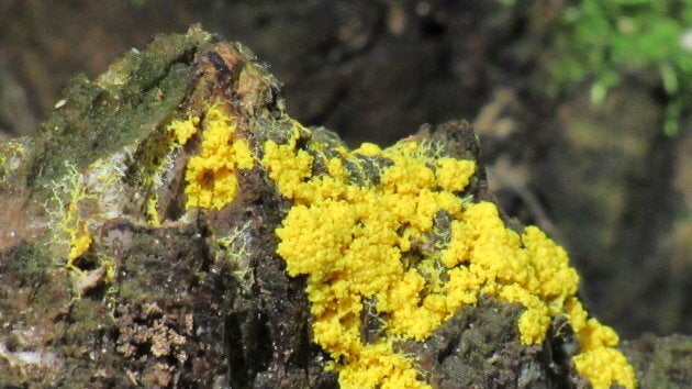 Dog vomit slime mold can be found in moist, shady areas such as rotting logs or leaf litter.