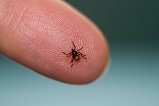 A deer tick.