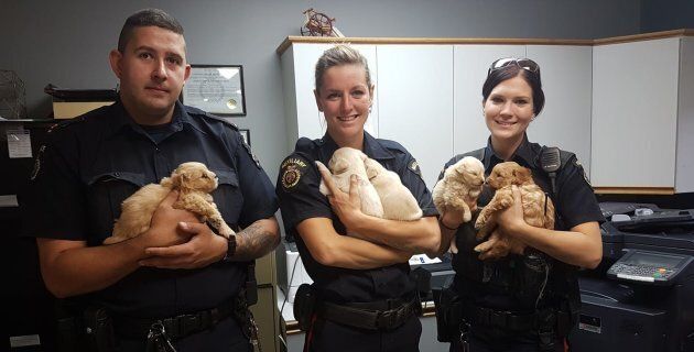 Police officers in Rivers, Man., pose with the five puppies they freed from a tunnel.